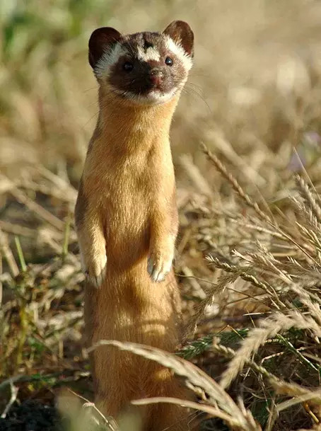 黄鼠狼全身是宝,为什么没有人去养殖