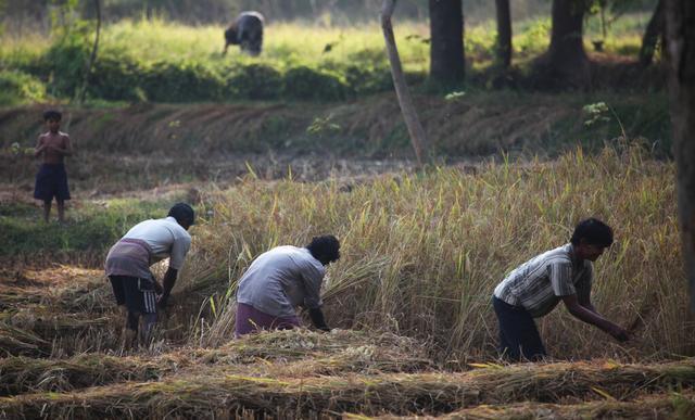 农民|通知：10月农村“4禁令”生效，禁止农民4种行为，村村涉及