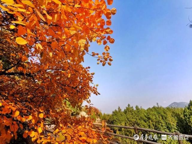 带你去看红叶就在济南六里山