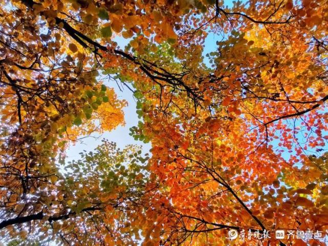 带你去看红叶就在济南六里山