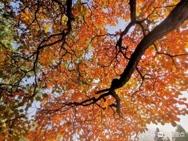 带你去看红叶就在济南六里山