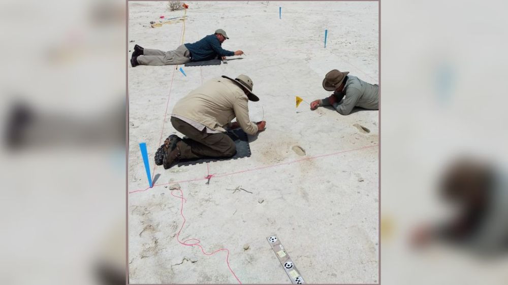 科学家|白沙公园发现4个奇怪的远古脚印，科学家还原了脚印背后的故事