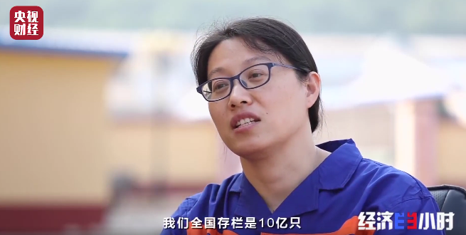 北京市华都峪口禽业有限责任公司研发副总裁 吴桂琴这里的肉鸡享受