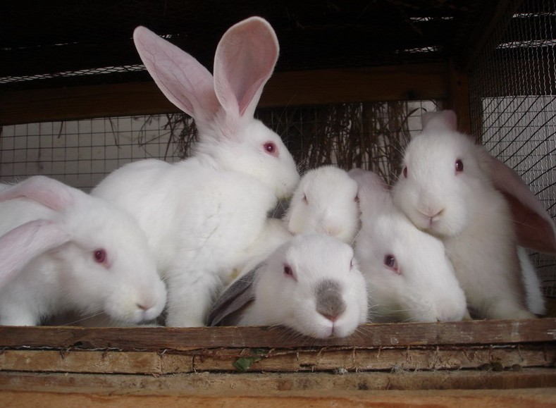 兔子|兔子的故事传了几千年！农村养殖它赚钱吗？