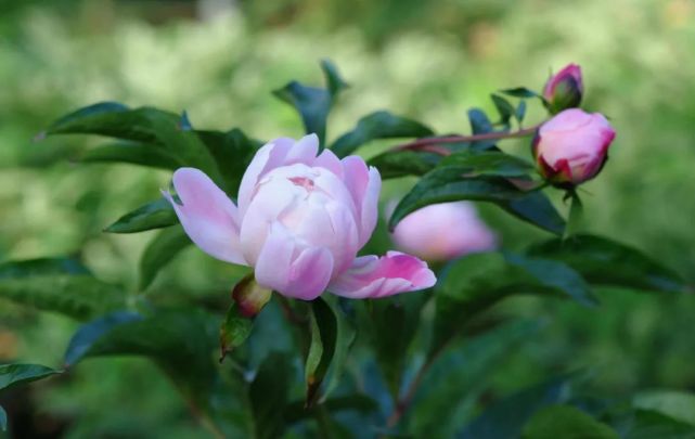 李时珍巧对药联 李时珍 芙蓉花 赵南星