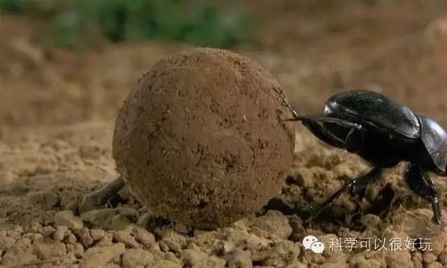 唐纳德·特朗普|2020搞笑诺奖揭晓，特朗普获奖，还有这5个中国人