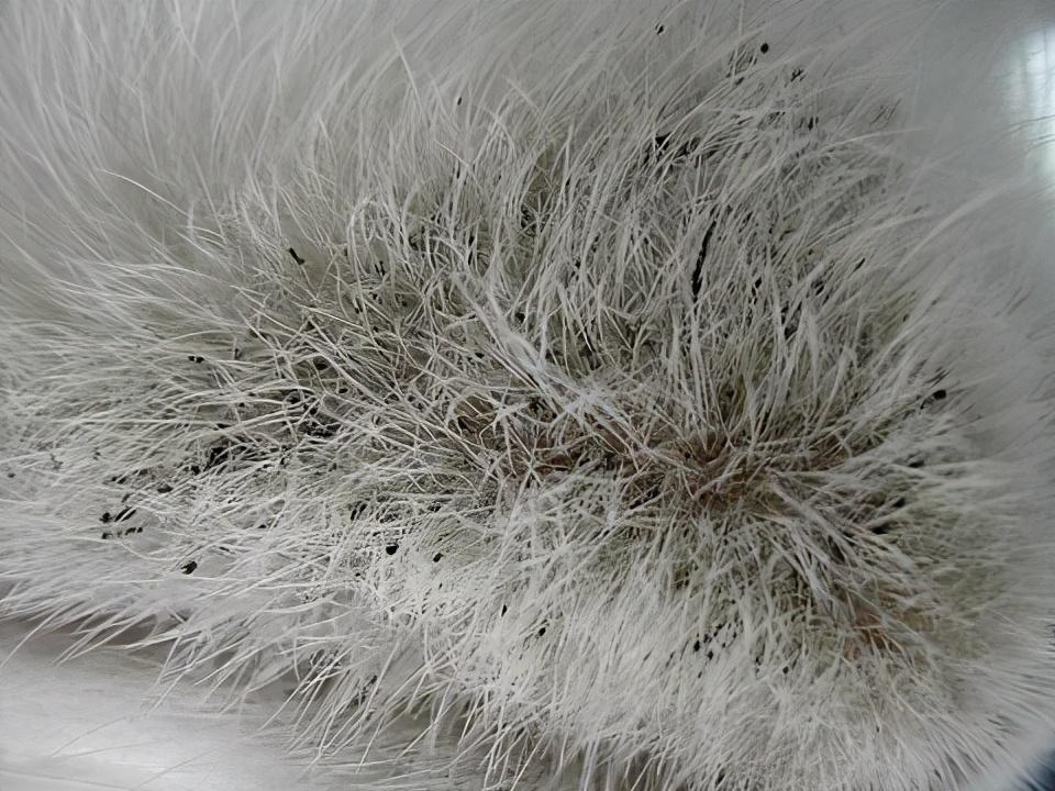 在你帮猫咪梳毛或者清洁的时候,有梳到黑色的颗粒,如果身上多处出现