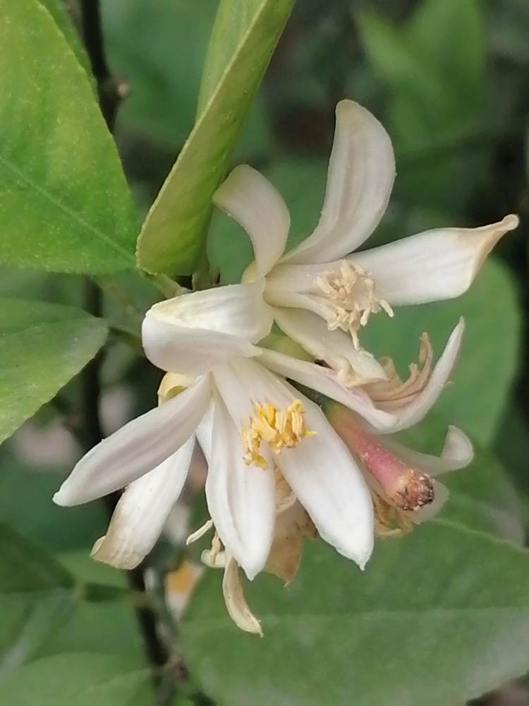 家里养盆"香香花",像是喷了法国香水,清新好闻心情也好_腾讯新闻