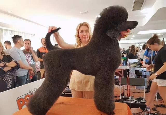 价格有点贵的巨型贵宾犬值得入手吗