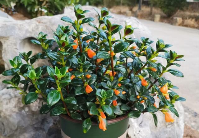 这种花真神奇 开花像小金鱼 秋季做好养护 枝头开满金鱼花 金鱼花 金鱼吊兰 吊兰