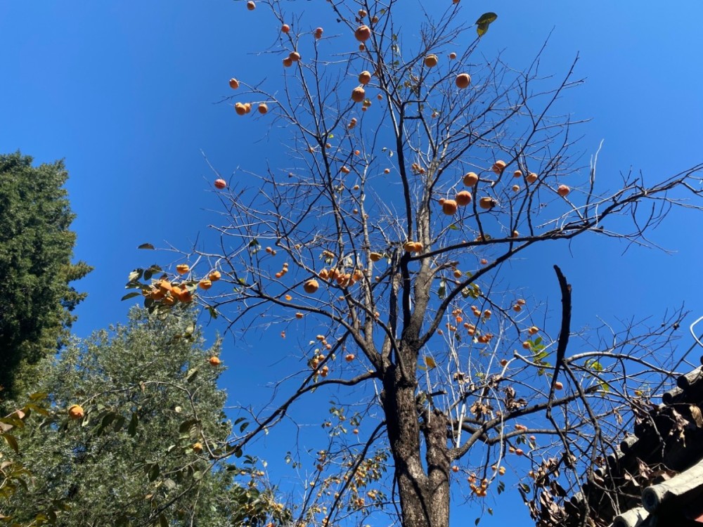 云居寺|千年云居寺：古刹秋景，禅房花木 随手一拍就是大片