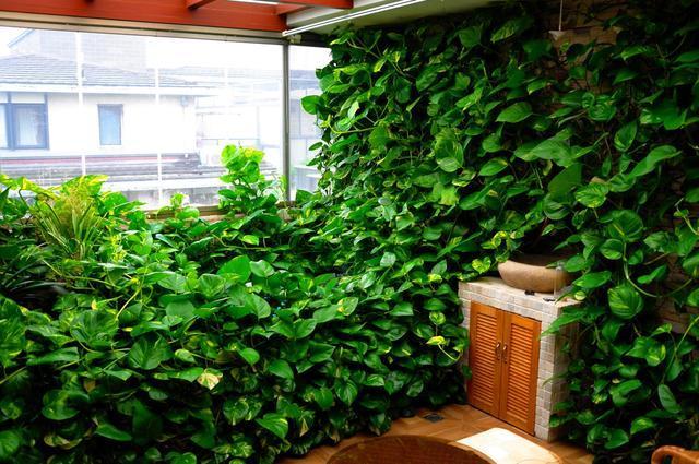 养绿萝,想要爆盆满屋爬,得用2种肥,少1种就养不出状态了