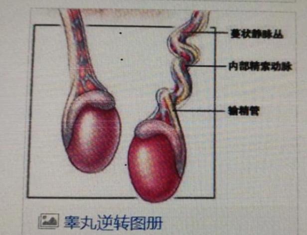 少年命根又红又肿家人焦头烂额医生检查后 来晚了切了吧 腾讯新闻