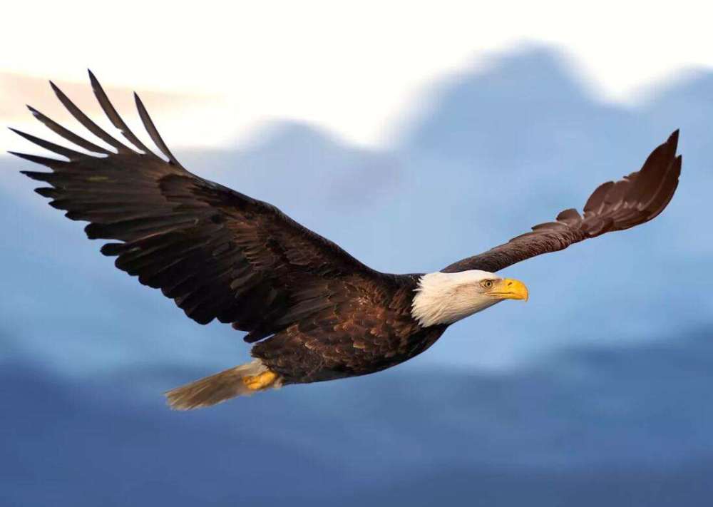 食草动物|为啥人类只吃食草动物，却不吃食肉动物？是不好吃吗？