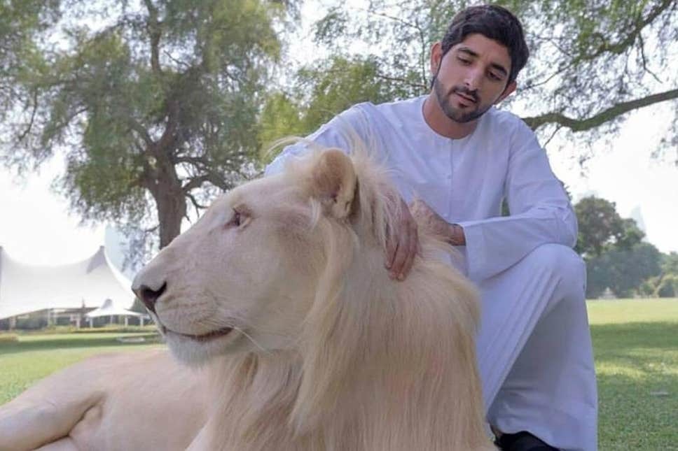 老虎|如果人类变得更大，狮子和老虎会像猫一样成为宠物吗？