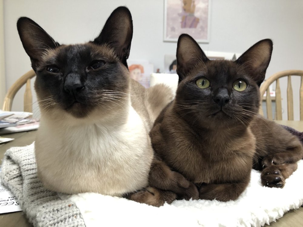 老虎|如果人类变得更大，狮子和老虎会像猫一样成为宠物吗？