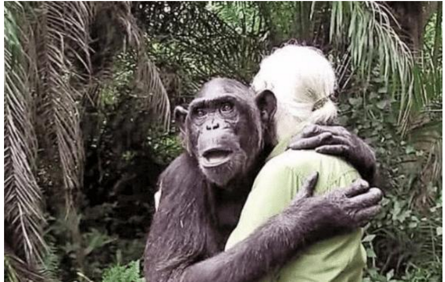 科学家|人类跟猩猩基因近似，女科学家为验证能否有后代，不惜参与实验！