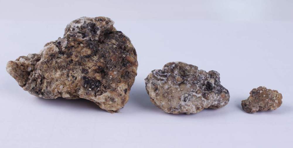 鲸鱼|价值超50万的鲸鱼粪便，明明臭烘烘的，为什么会成为龙涎香？