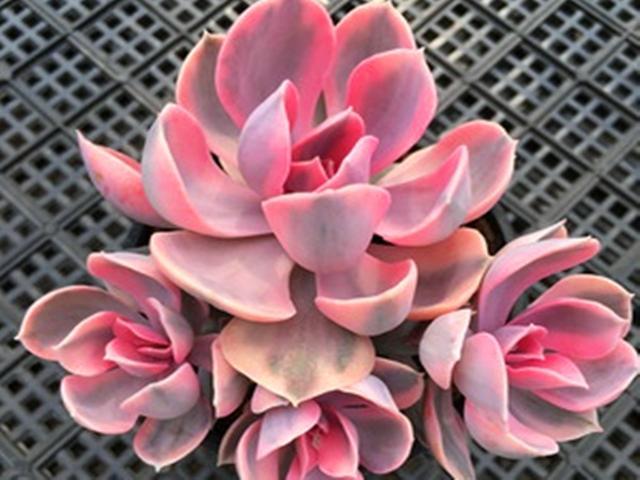 3种多肉锦秋天出状态如粉面含羞风雨也遮挡不住柔情万千