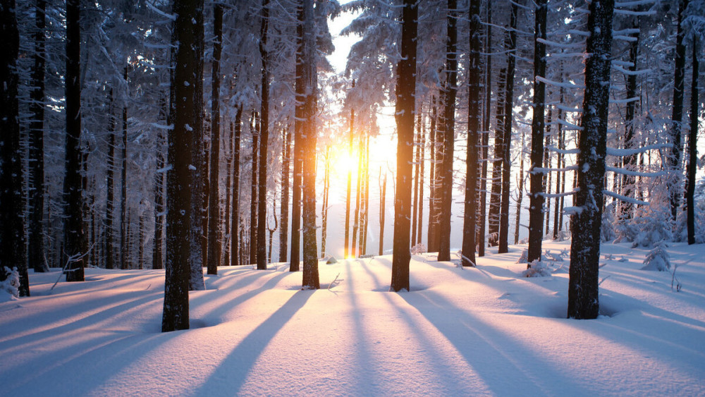 冷知识|10个冷知识：猪一年生两三窝，为什么没人喝猪奶