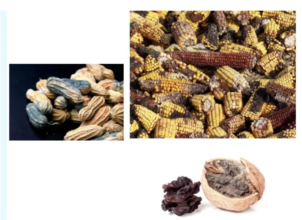 黄曲霉毒素中毒|日常食物中潜在的致命毒素你知多少？