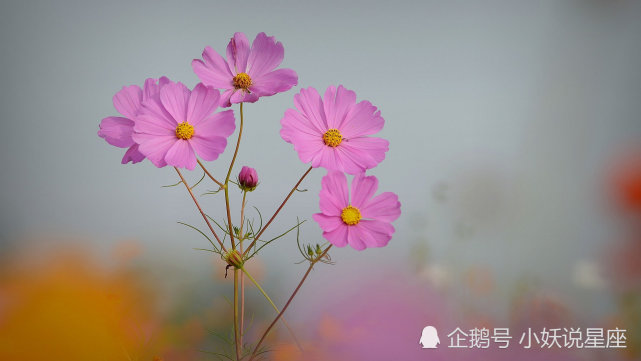 10月18日星座运势打破常规 稳中求胜的四大星座 星座 双鱼座 狮子座 射手座 双子座 星座运势