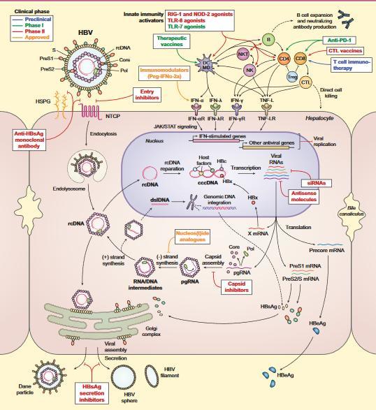 乙肝|乙肝药物权威总结，新药早知道！慢乙肝治愈药物进展总览