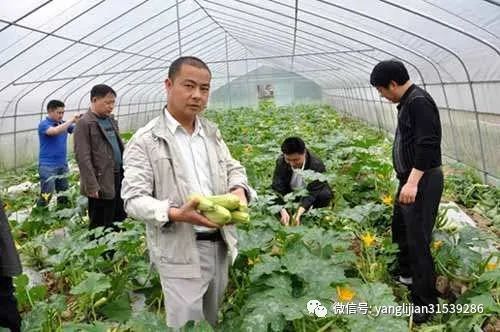 蔬菜种植|专家论坛《贺雪峰：务工还是务农，是一个问题》