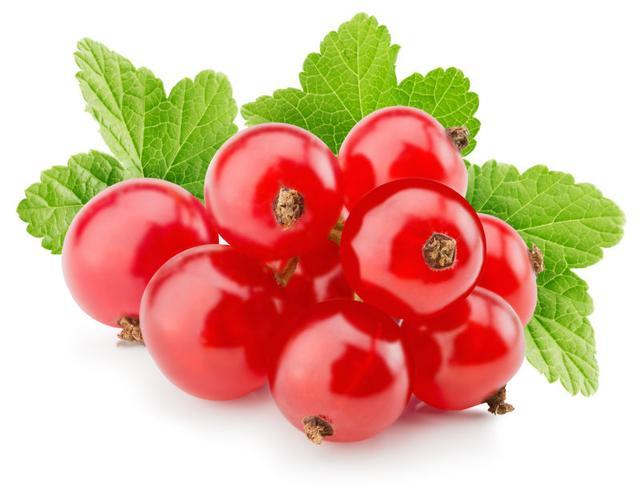 氨基酸|一串红|红加仑|果实