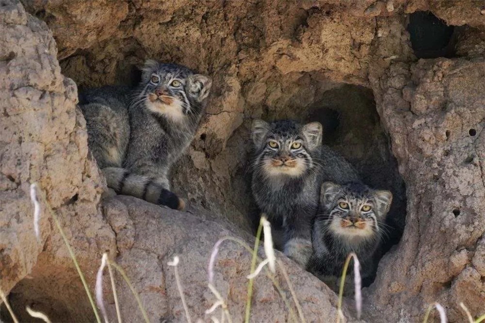 野兽|这野兽真倒霉！出洞就被兔狲盯上，狼抓它训练狼崽，香鼬干脆一窝端