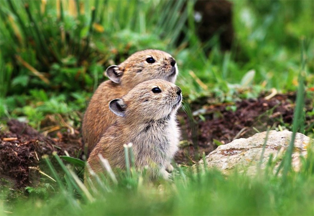 野兽|这野兽真倒霉！出洞就被兔狲盯上，狼抓它训练狼崽，香鼬干脆一窝端