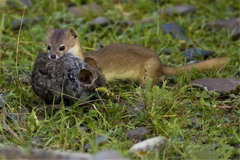 野兽|这野兽真倒霉！出洞就被兔狲盯上，狼抓它训练狼崽，香鼬干脆一窝端