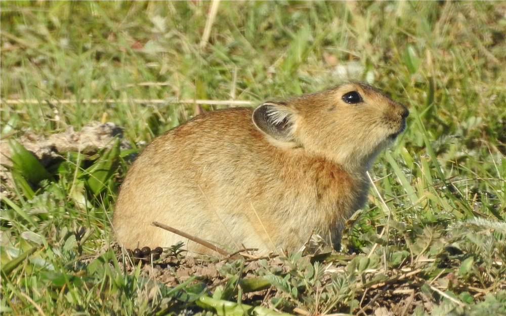 野兽|这野兽真倒霉！出洞就被兔狲盯上，狼抓它训练狼崽，香鼬干脆一窝端