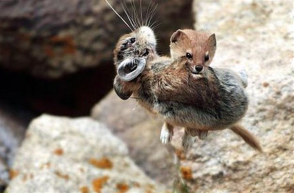 野兽|这野兽真倒霉！出洞就被兔狲盯上，狼抓它训练狼崽，香鼬干脆一窝端