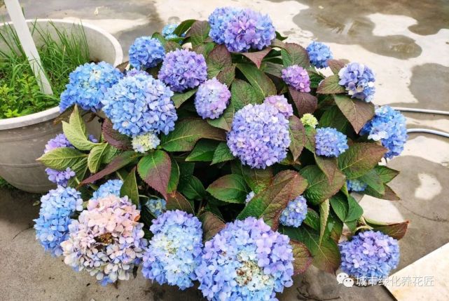 绣球花调蓝总是失败 深秋就开始调蓝 来年开出蓝色梦幻八仙花 绣球花 八仙花