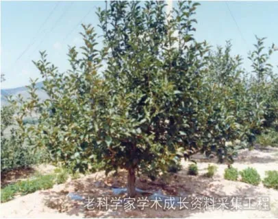 果树|科技扶贫｜“果树院士”束怀瑞，让果树成为农民的摇钱树