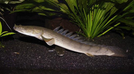 地球|这种鱼外号“九节龙”，长了八个背鳍，已生存上亿年