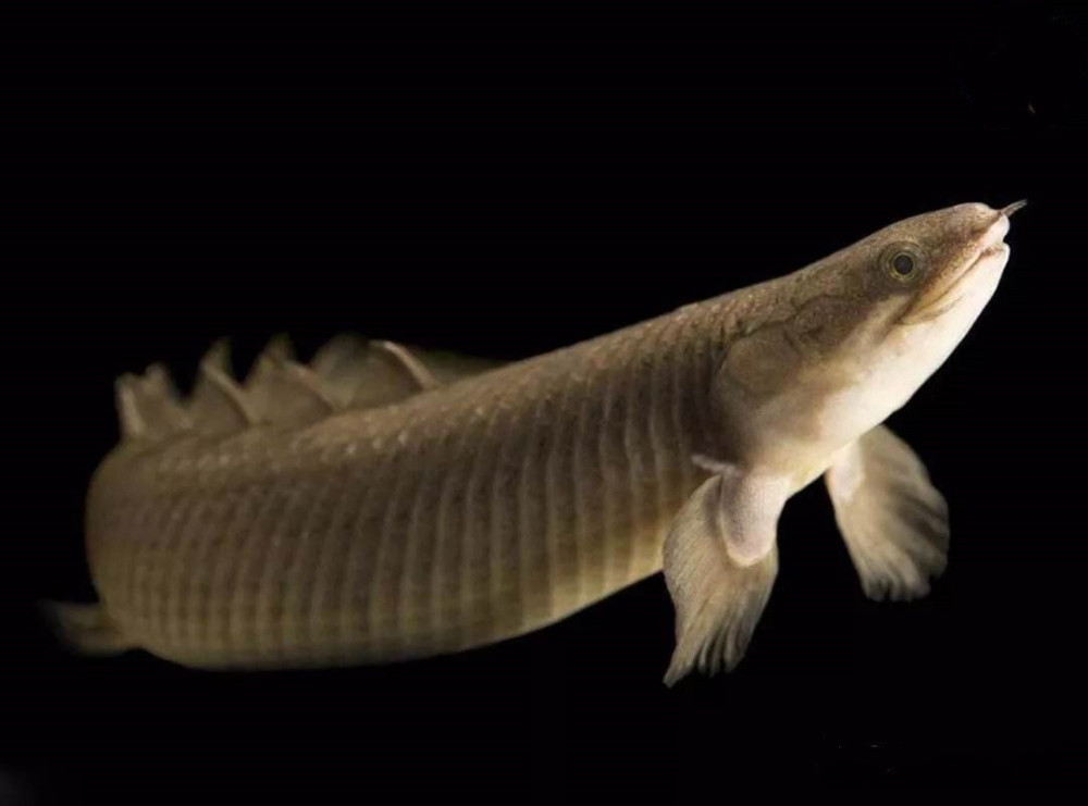 地球|这种鱼外号“九节龙”，长了八个背鳍，已生存上亿年