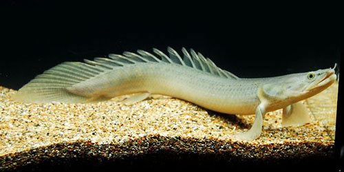 地球|这种鱼外号“九节龙”，长了八个背鳍，已生存上亿年