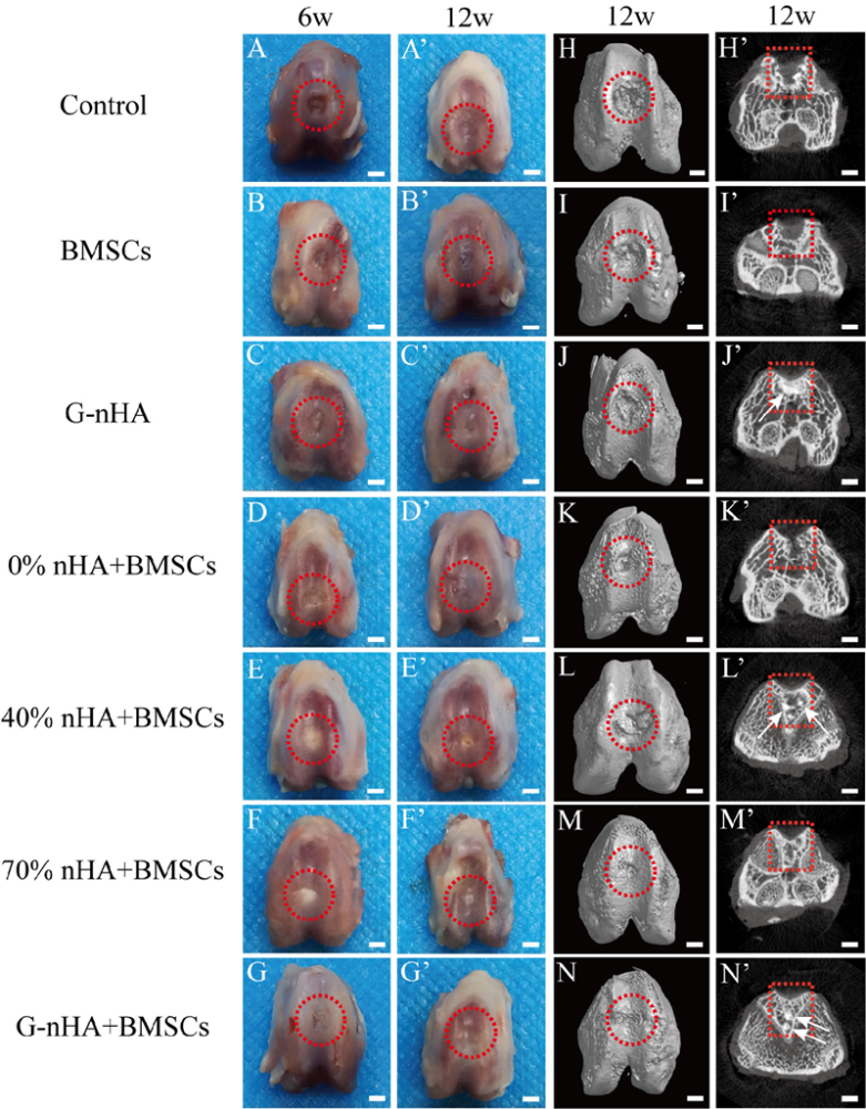 圖5. 大鼠6周和12周後的骨軟骨再生的大體觀和微ct掃描圖像