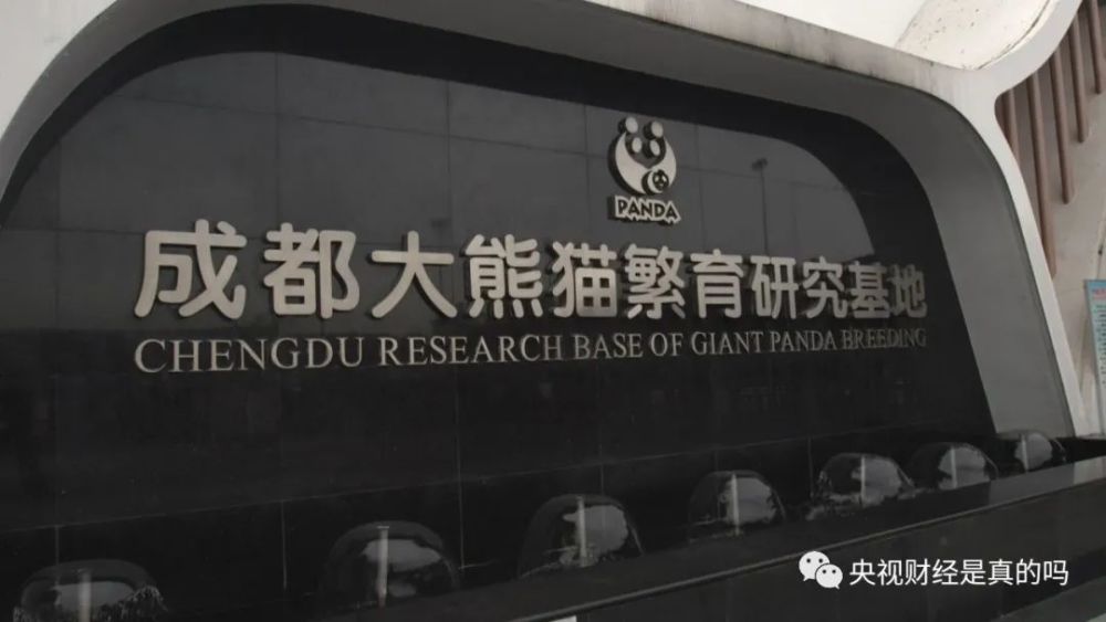 小真真|小熊猫喜欢吃甜食，是真的吗？