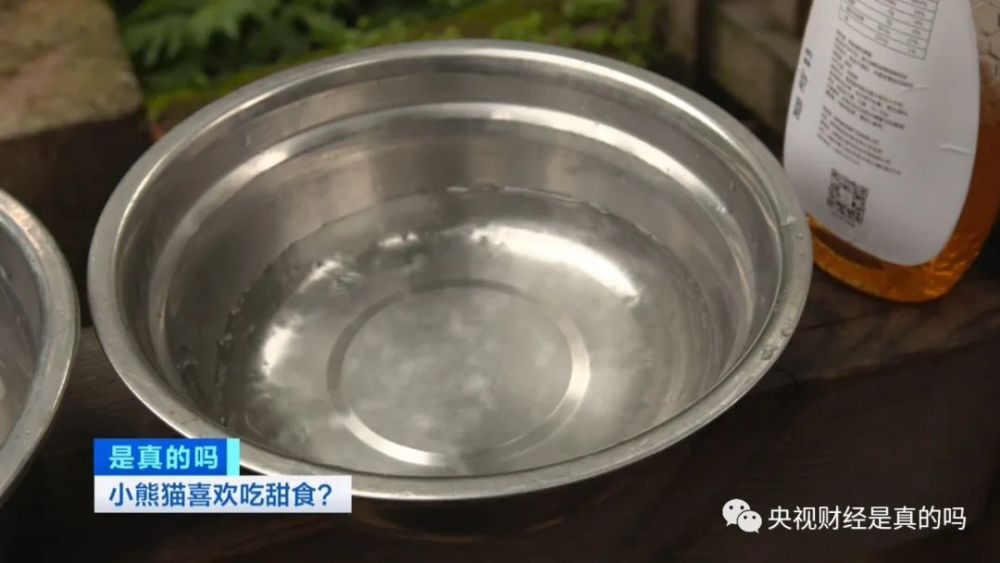 小真真|小熊猫喜欢吃甜食，是真的吗？