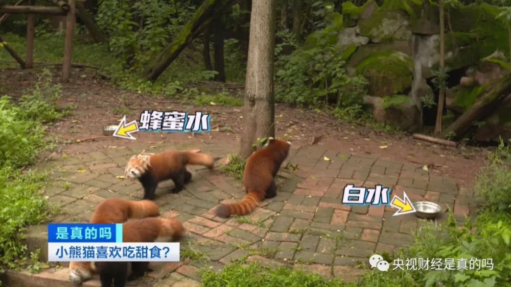 小真真|小熊猫喜欢吃甜食，是真的吗？