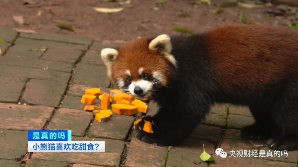 小真真|小熊猫喜欢吃甜食，是真的吗？