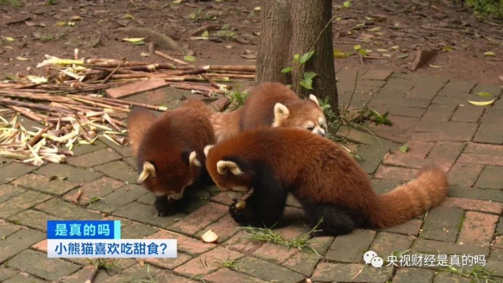 小真真|小熊猫喜欢吃甜食，是真的吗？