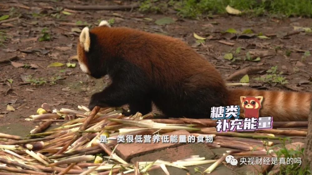 小真真|小熊猫喜欢吃甜食，是真的吗？