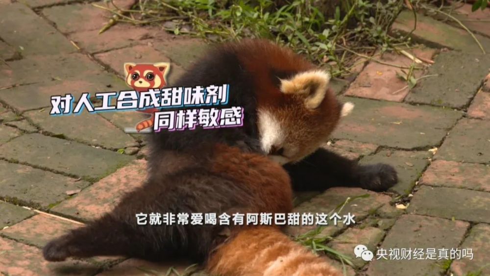 小真真|小熊猫喜欢吃甜食，是真的吗？