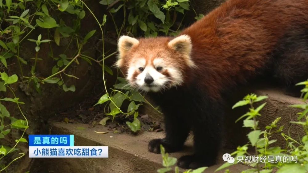 小真真|小熊猫喜欢吃甜食，是真的吗？