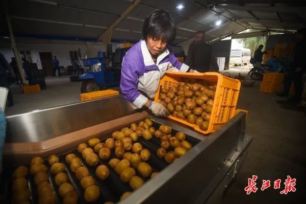 蜜桔分拣设备批发(仓库小型自动分拣设备)