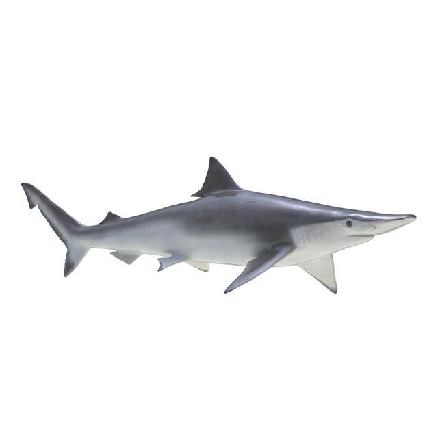 印度渔民捕捞到双头小鲨鱼后扔回大海,说"我们不吃"